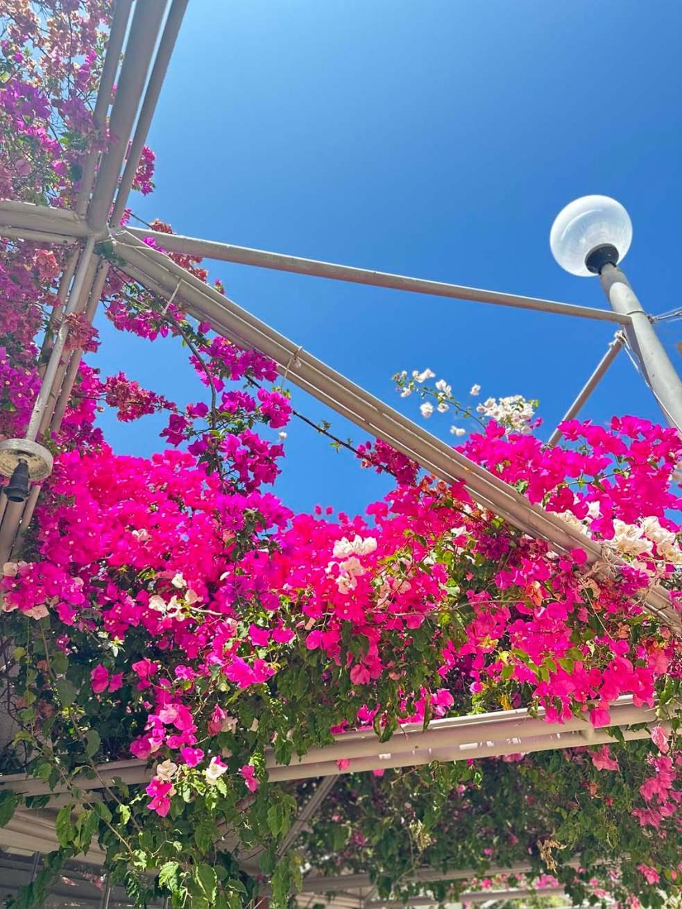 Ambrosia Hotel Beach & Spa Bitez Exterior foto